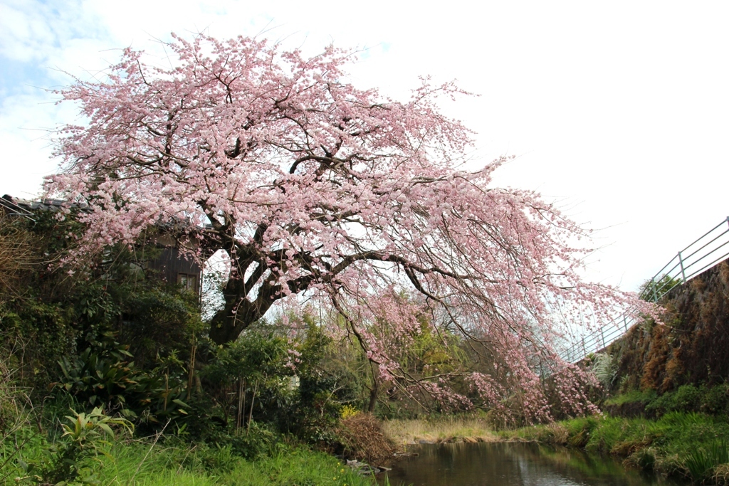 しだれ桜