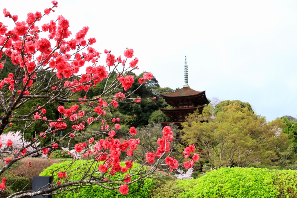 花桃と五重塔