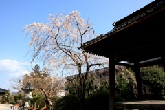 神福寺の枝垂桜