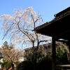 神福寺の枝垂桜