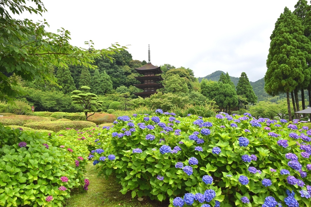 紫陽花と五重塔