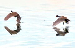 野鳥撮影16