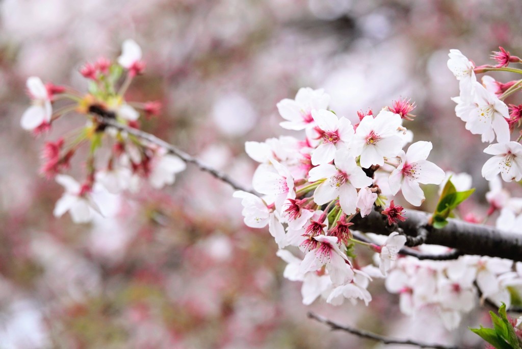 今年はちゃんと桜を、観に行けない