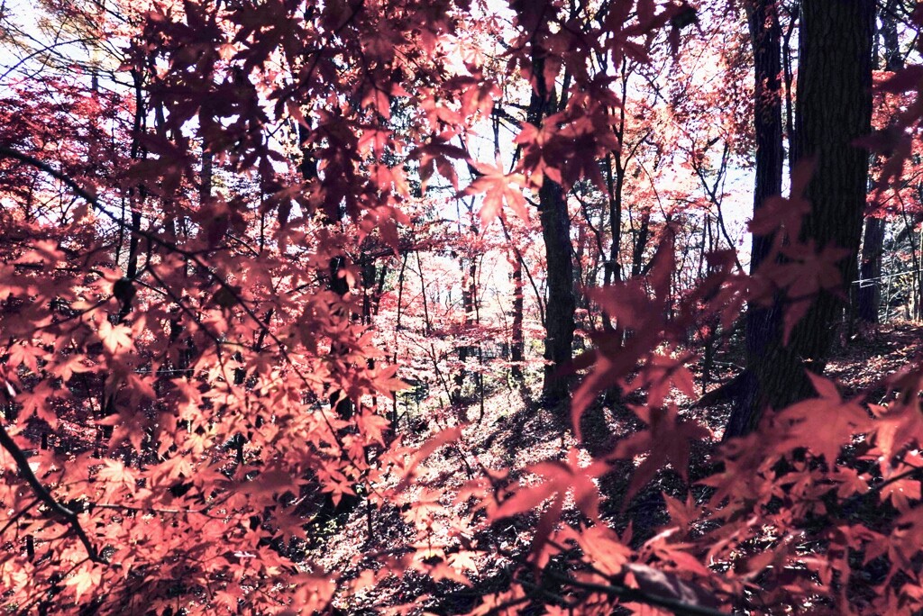 紅葉