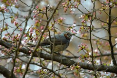 野鳥撮影10