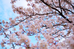桜2020-3