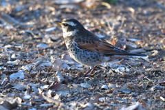 野鳥撮影２