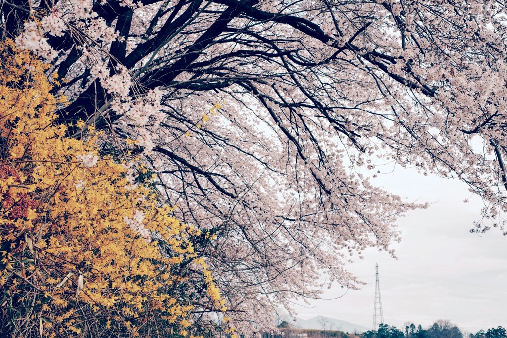 桜2020-1