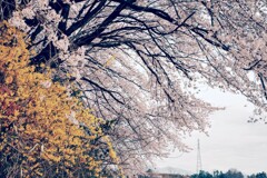 桜2020-1