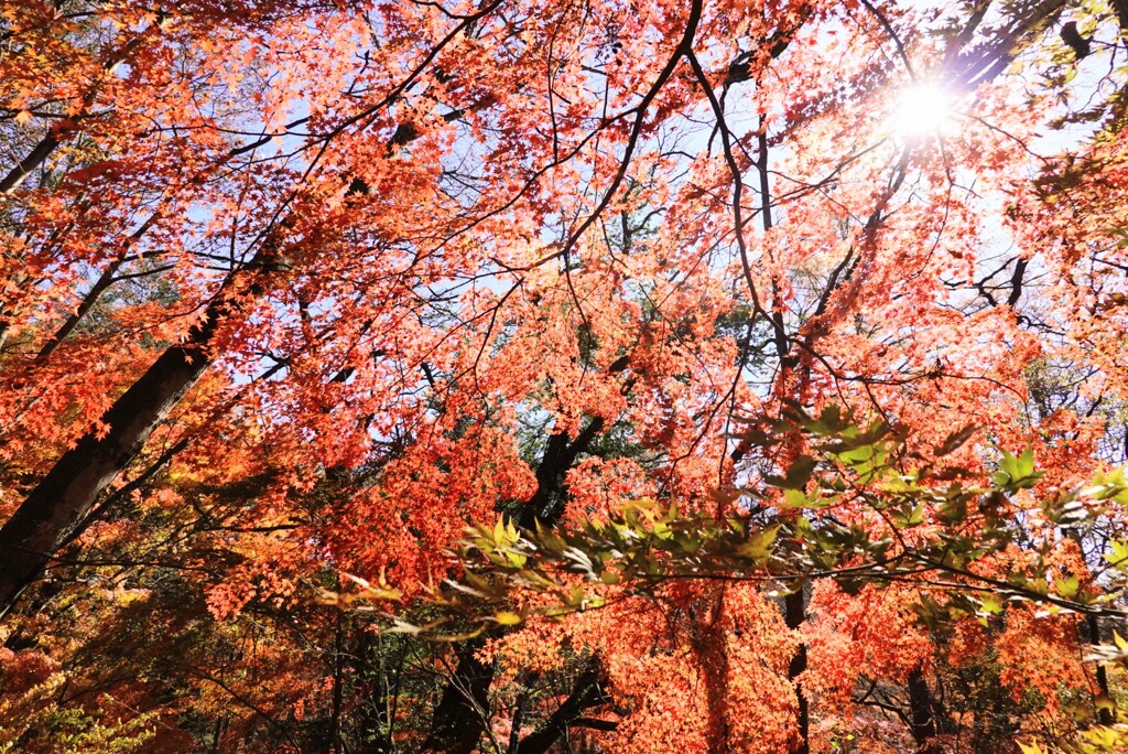 紅葉