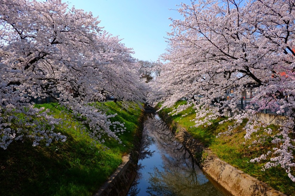 2018桜3