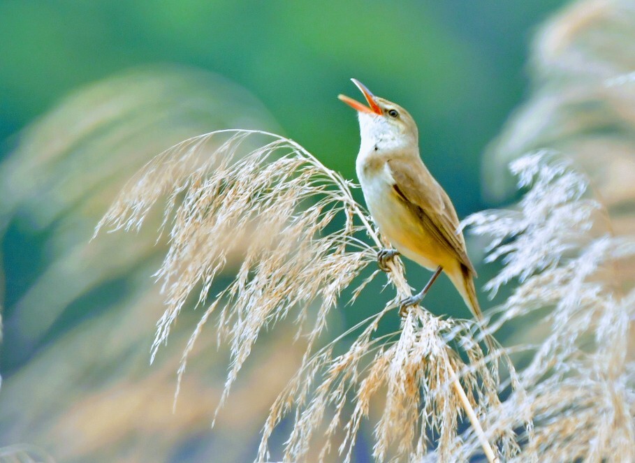 野鳥撮影15