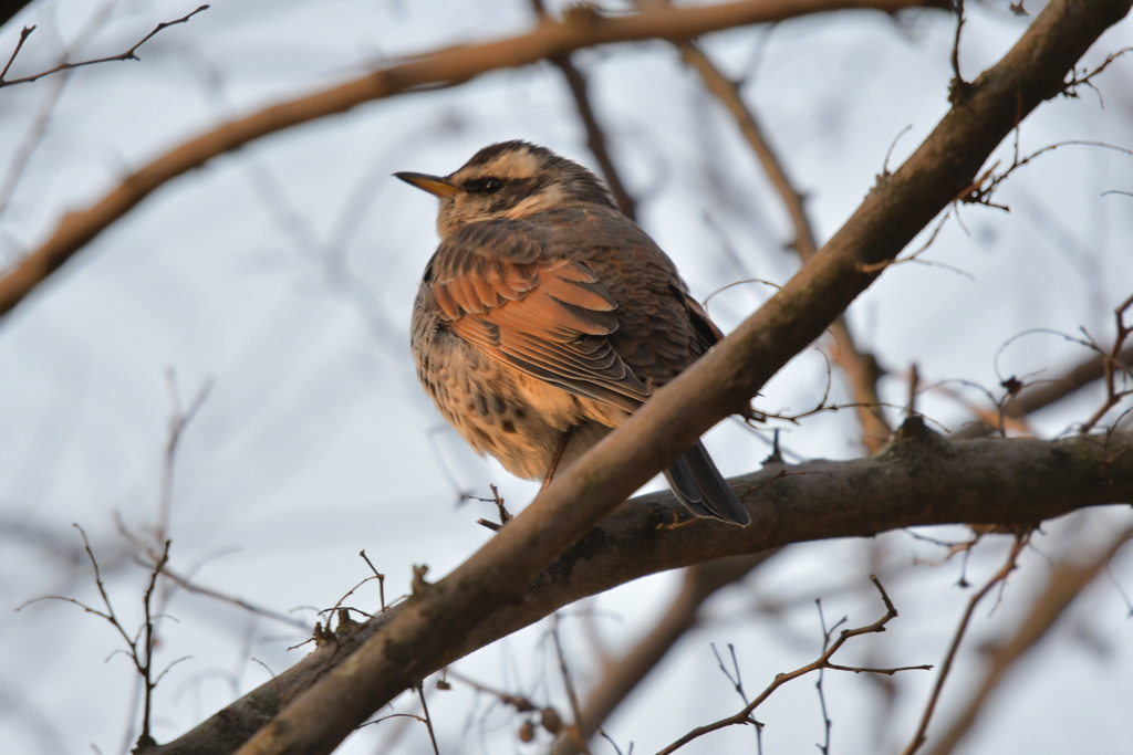 野鳥撮影5