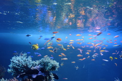 サンシャイン水族館