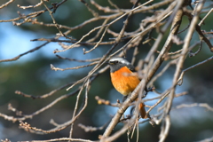 野鳥撮影3