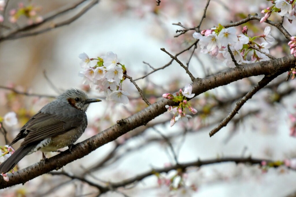 野鳥撮影9