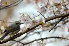 野鳥撮影9