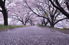 桜６