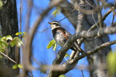野鳥撮影12