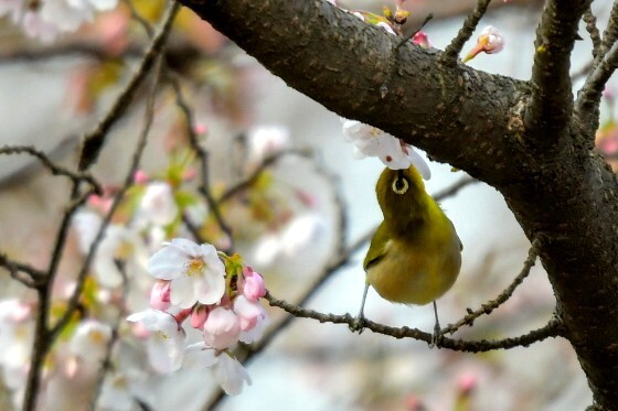 野鳥撮影11