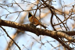 初野鳥撮影