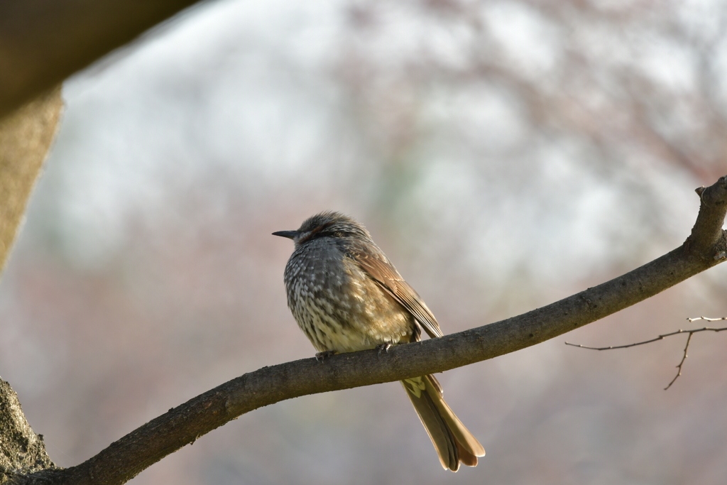 野鳥撮影7