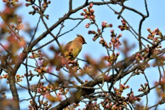 野鳥撮影8