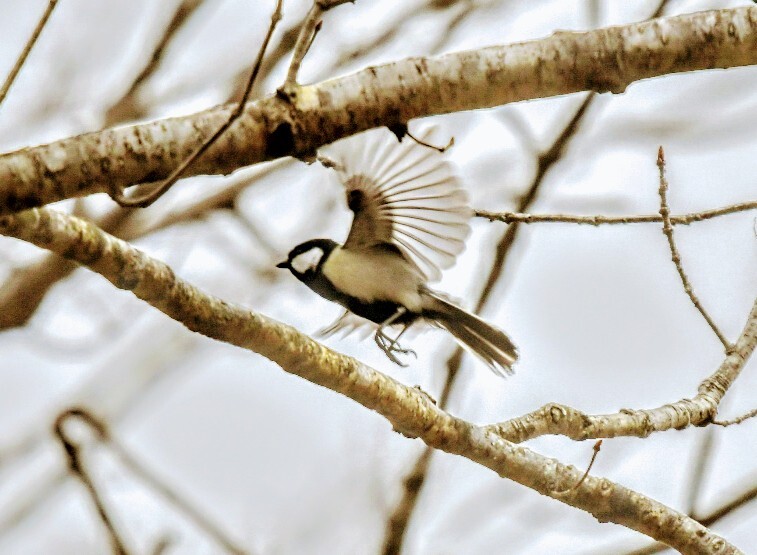 野鳥撮影14
