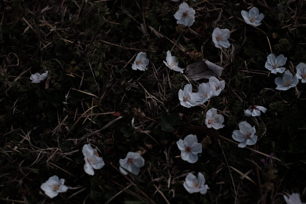 桜2020-2