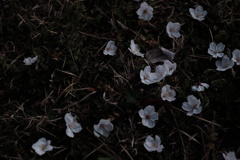 桜2020-2