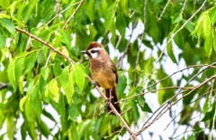 野鳥撮影