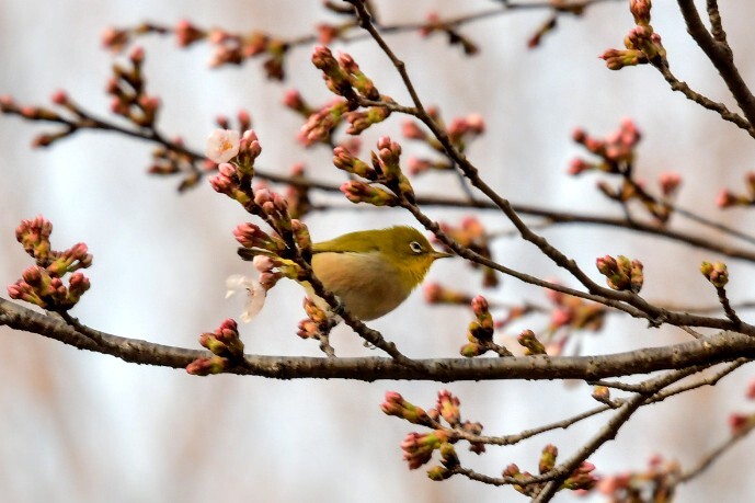 野鳥撮影4