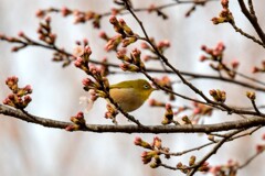 野鳥撮影4