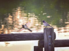 野鳥撮影