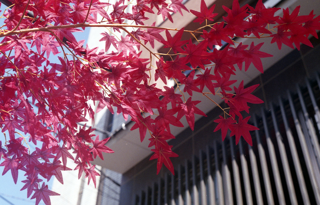 Imitation Autumn leaves