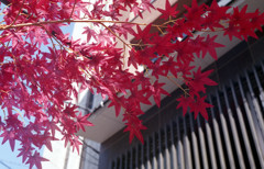 Imitation Autumn leaves