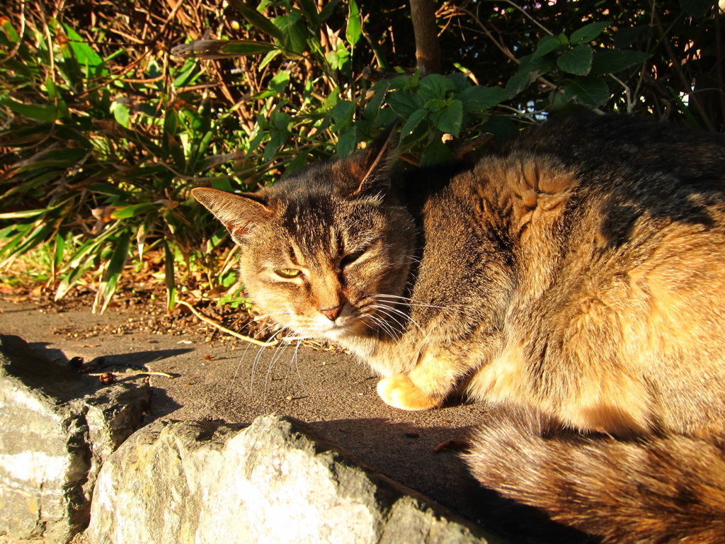 Enoshima Cat