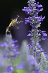 蜜の味