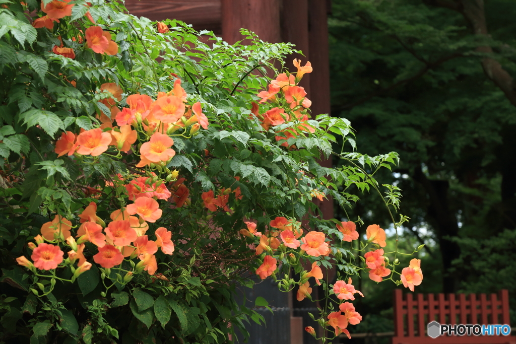 夏の夢
