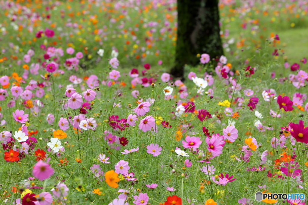 花の絨毯