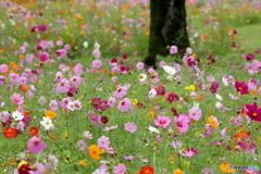 花の絨毯