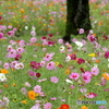 花の絨毯