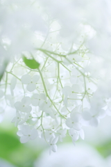 清涼