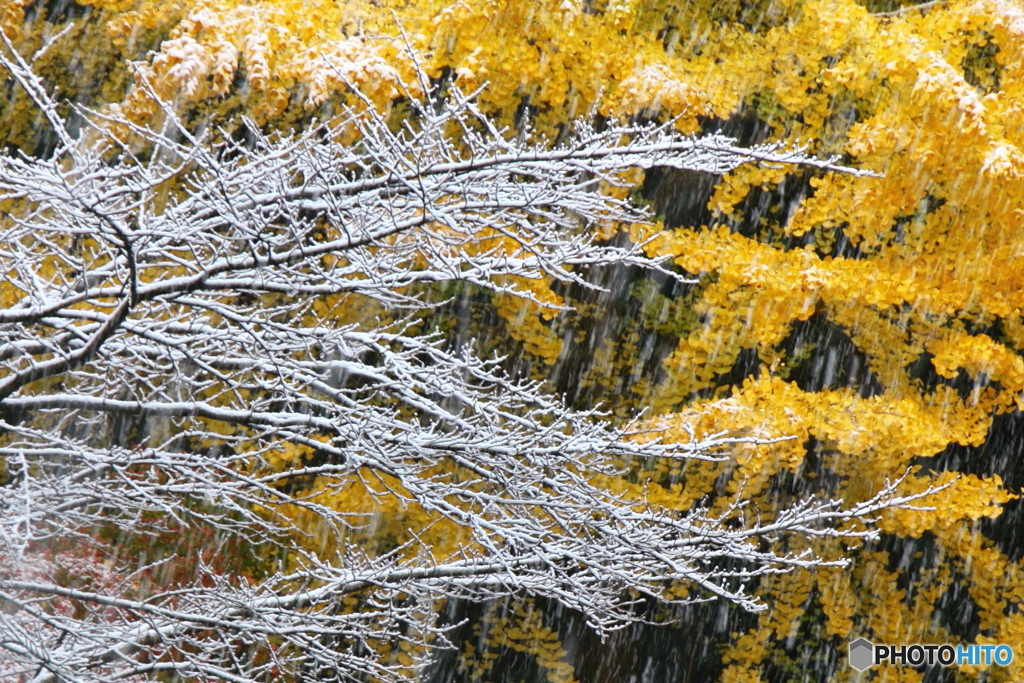雪降りしきる