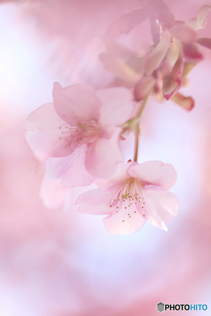 春へささやく
