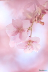 春へささやく