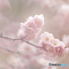 春の笑み