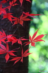 小春日和