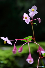 苔の古寺