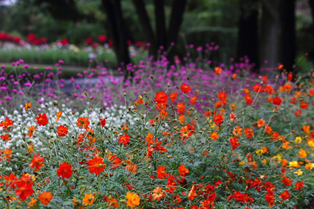 黄花コスモスの咲く公園